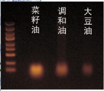 食用油中DNA电泳图（菜籽油、调和油、大豆油）